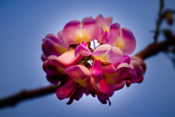 Beautiful wildflowers on dark blue sky