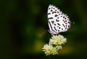 Common Pierrot butterfly sitting on a flower for nectar feeding.