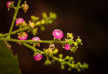 Salvadora persica fruits with translucent light on dark background
