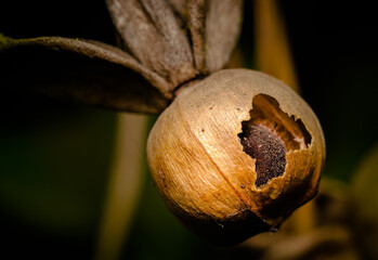 Dry flower and seeds of wild grass plant from India
