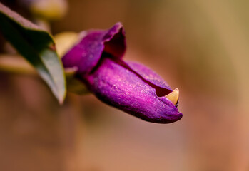 Wild flower with beautiful royal magenta flowers over dry background