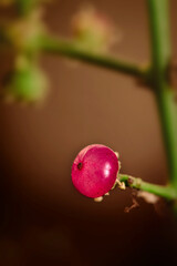 Salvadora persica or the toothbrush tree is a small evergreen tree from India