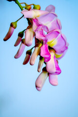 Magenta flowers blooming with buds on blue sky