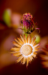 Natural wild dry flower with petals and buds