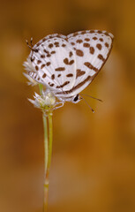 Common Pierrot sitting on a small flower for nectar against dry warm background