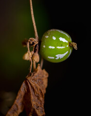 Small wild green fruit on a vine