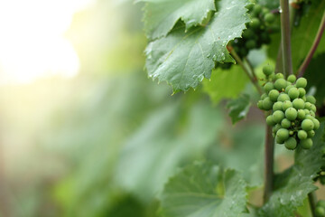 young grapes ripens on the vine after a summer rain. technical grade early maturity