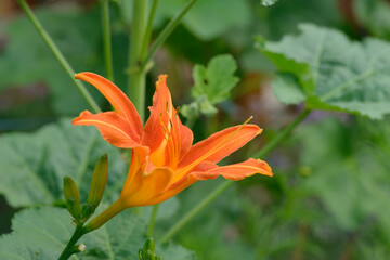 feuer-lilie, lilium bulbiferum, lilie, bl&uuml;te, rot, wildblume, wiese, biotop, habitat

