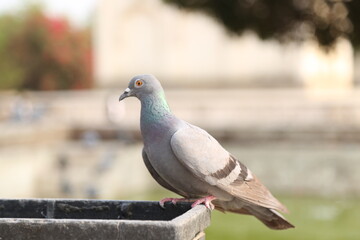 pigeon on the ground