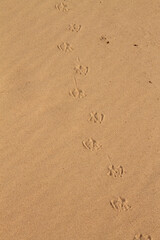 natural background texture clean sandy beach