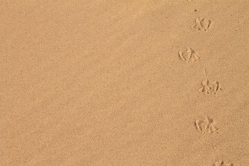 Fototapeta na wymiar natural background texture clean sandy beach