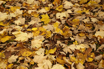 Herbstlaub eines Ahorn 445726074