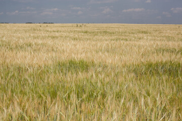 Amazing agriculture landscape of the Ears of golden wheat field