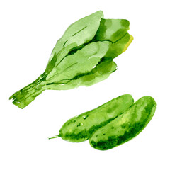 Watercolor illustration isolated cucumber and green salad