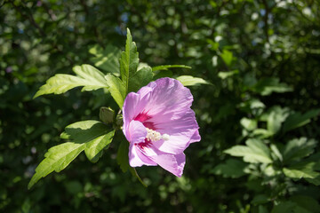 Pink hibiscus mallow hollyhock tree flowers under blue sky in garden