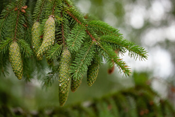 Spruce branch with young needles and a young spruce cones