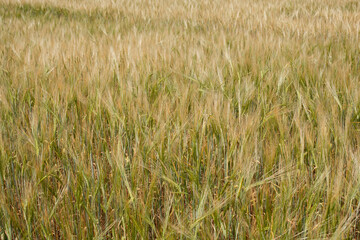 Amazing agriculture landscape of the Ears of golden wheat field