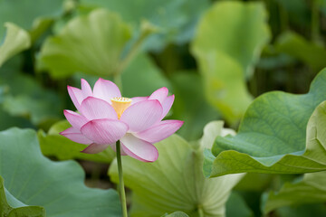 美しい蓮の花　7月