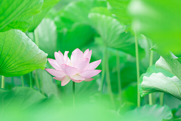 葉に包まれた蓮の花　7月