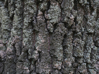 The texture of the bark of a tree with deep cracks.