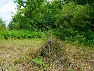There is a large anthill of forest ants in the Field. Wildlife life
