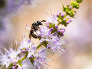 Wildbiene an Minzblüten