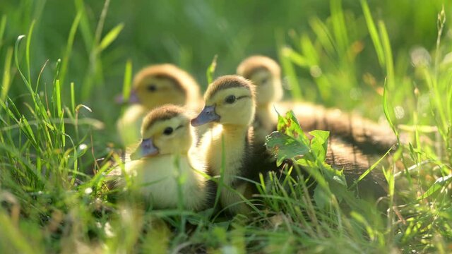 Group of cute sweet yellow ducklings baby ducks staying on green grass in a field. Easter time. Pets and animals.
