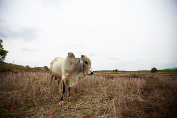 cow in the field
