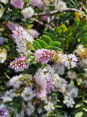 pink and white flowers