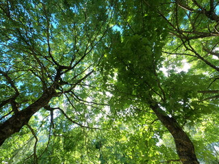 Fototapeta premium The climate crisis and forest dieback hit the forests in Germany and Bavaria very hard, photographed in 2021