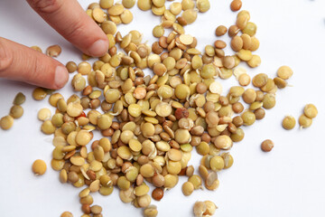 Sprouted seeds of food lentils lie on a white background. Two hands touch beans