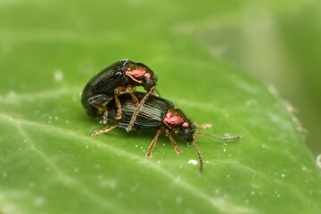 Beetle Crepidodera aurata as willow flea beetle male and female