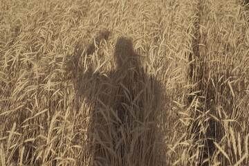 shadow in the field