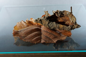The climate crisis and forest dieback hit the forests in Germany and Bavaria very hard,...