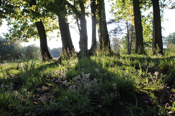 Sun going past trees