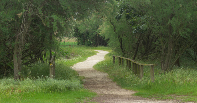 A path crosses the naturalistic Oasis Vallevecchia, Italy. White road and lush vegetation. Wooden fence and a grove of tamarisk trees. Concept of relaxation and travel in nature.