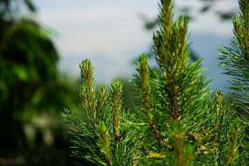 fir cone in the summer of 2021 in the Bucegi massif, Romania.