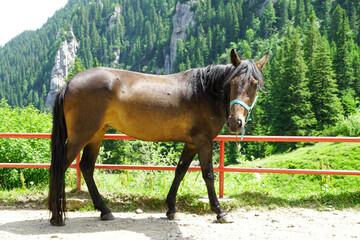 horse. horse in an alpine area. horse with which the cabin owner transports the goods to the cottage.