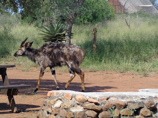 Eswatini - Swaziland