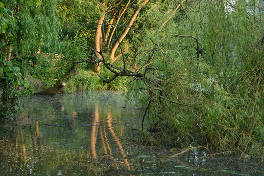 Branchages sur l'eau