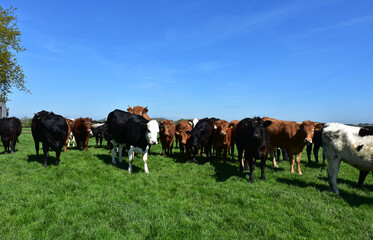 Farm with a Herd of Cows in the Pasture