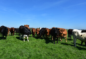 Cattle Clustered Together in a Grass Pasture