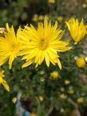 yellow flowers in the garden