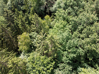 The climate crisis and forest dieback hit the forests in Germany and Bavaria very hard, photographed in 2021