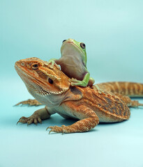 Bearded Dragon and a Dumpy Frog