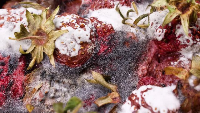 Rotting and Decay Strawberries, Mold and bacteria, Fruit quickly become small and wrinkled, Berries decompose and become covered with mold. Timelapse Shot