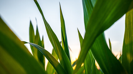 Green corn leaves at the sunset background