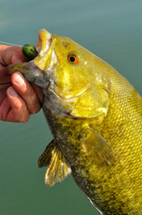 Smallmouth bass with tube jig 