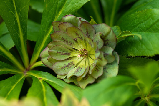 Helleborus Orientalis Cinderella