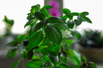 Fresh green basilic herbal plant at home garden on window sill on window background. Close up.